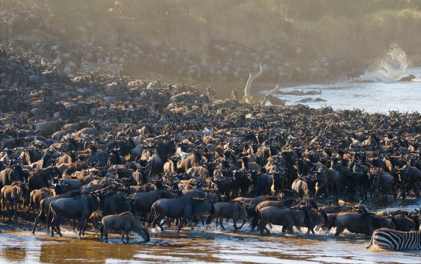 Wildebeest Migration in Tanzania