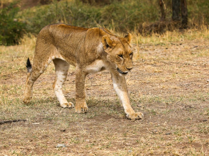 Tarangire National Park – The Kingdom of Elephants